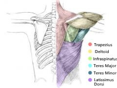 عضلات الكتف